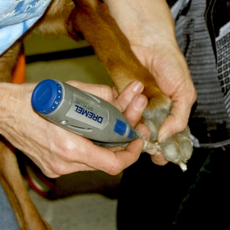 pet supplies plus nail clipping